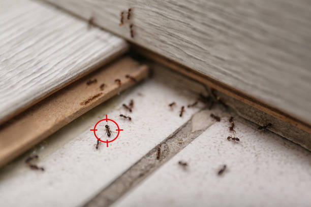 Best Pest Control Near Me in Riverside, MD