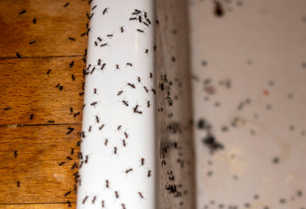 Best Spider Control Near Me  in Riverside, MD