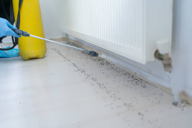Flea Control Services in Riverside, MD